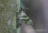 Nachtkerzenschw&auml;rmer (Proserpinus proserpina)