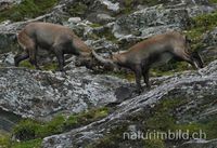 Alpensteinbock (Capra ibex)