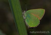 Brombeer-Zipfelfalter (Callophrys rubi)