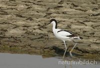S&auml;belschn&auml;bler (Recurvirostra avosetta)