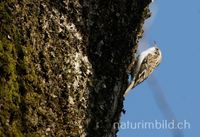 Gartenbauml&auml;ufer (Certhia brachydactyla)