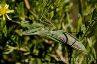 Gottesanbeterin (Mantis religiosa) , Weibchen