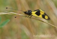 &Ouml;stlicher Schmetterlingshaft (Libelloides macaronius)