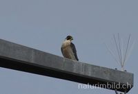 Wanderfalke (Falco peregrinus), Wauwilermoos