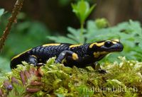 Feuersalamander (Salamandra salamandra), Eich