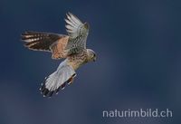 Turmfalke (Falco tinnunculus), M&auml;nnchen